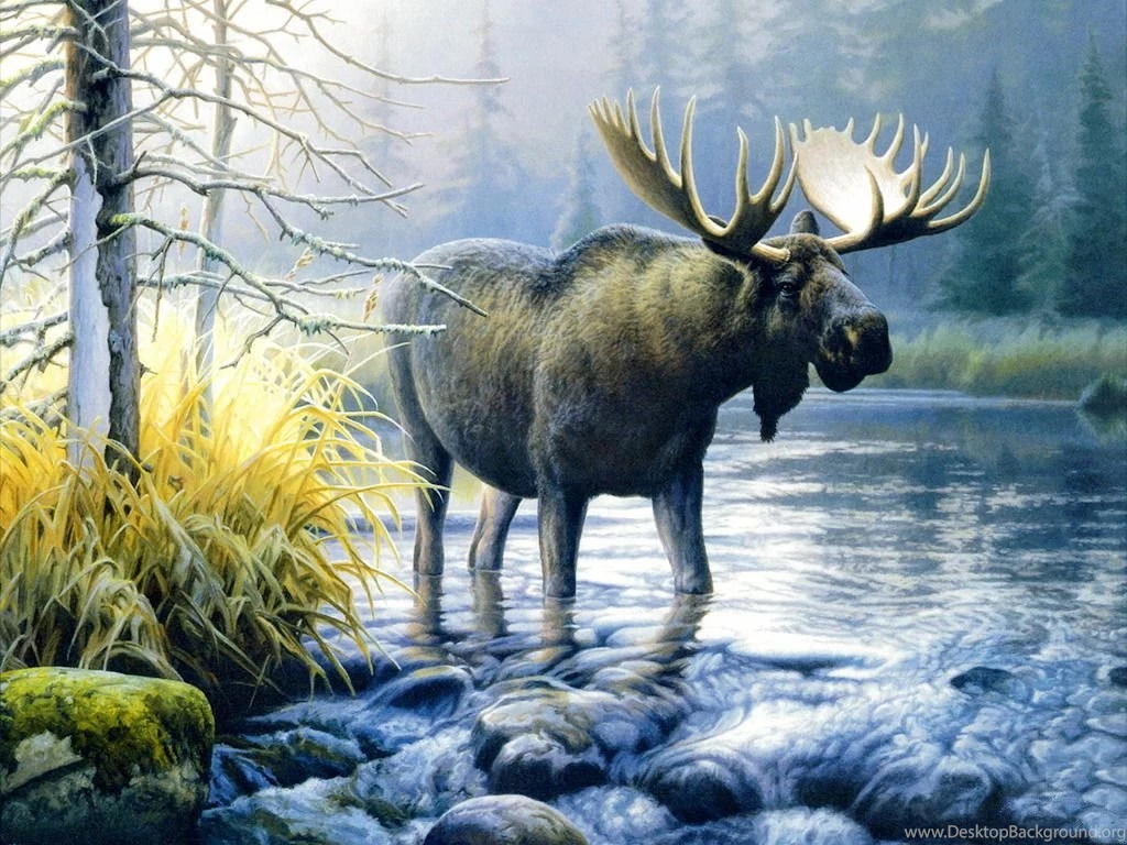 Wallpapers Moose Animals Image