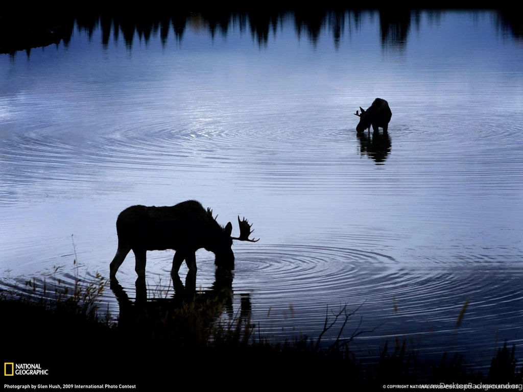 Moose, Snake River Photo, Animals Wallpapers – National Geographic ...