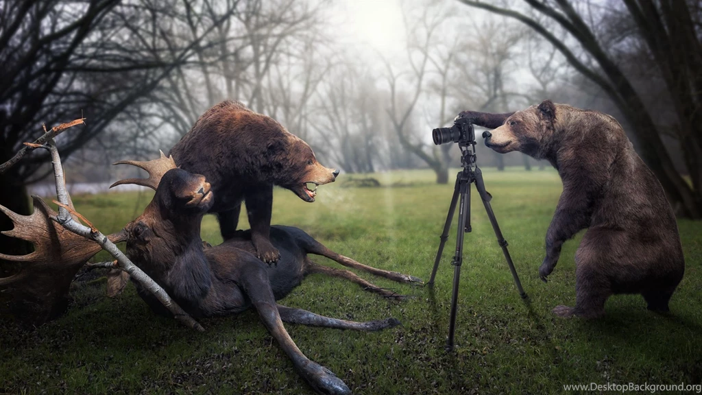 15 Trophy Moose Photographer Bear Wallpaper Backgrounds 1299 ...
