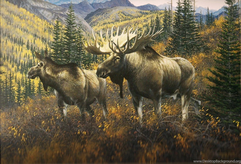 Pair Of Moose"... >> HD Wallpaper, Get It Now!