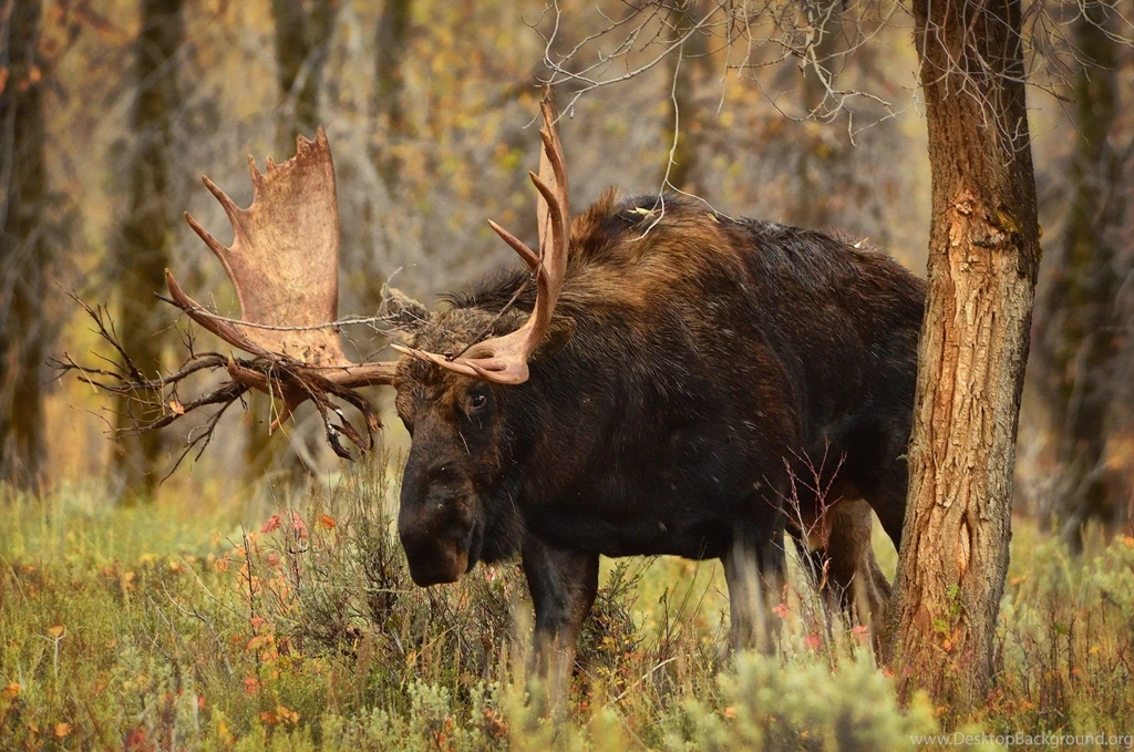 Moose Trunk Tree Horns Grass Animals Elk Deer Wallpapers ...
