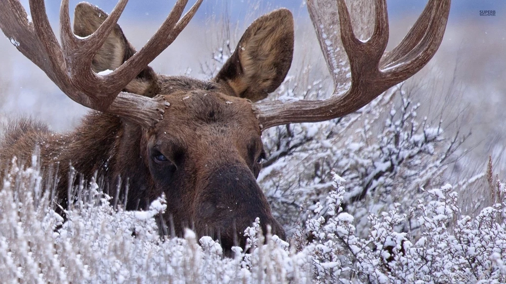 Moose In The Snowy Grass Wallpapers   Animal Wallpapers
