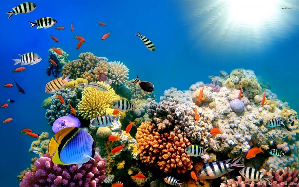 Reef Wallpapers