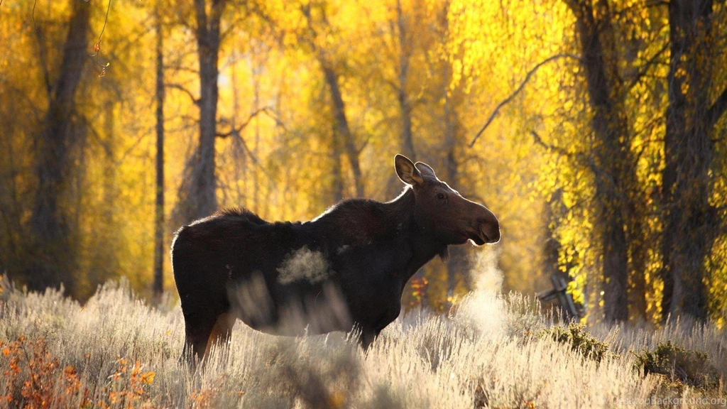 MOOSE WALLPAPER (
