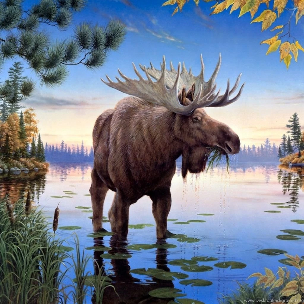 Moose Oil Painting iPad Wallpapers Download