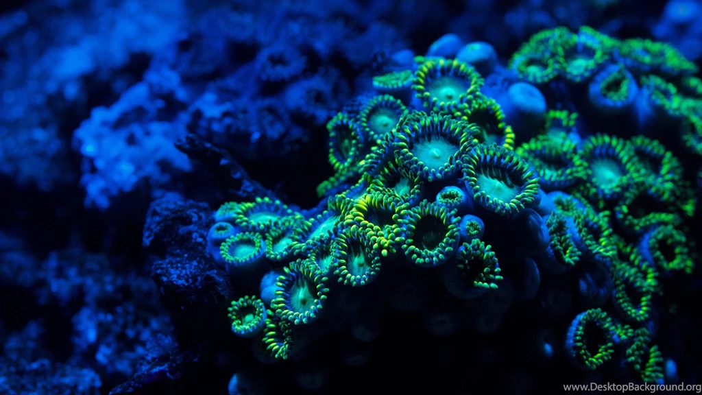 Coral Reef Desktop Wallpapers
