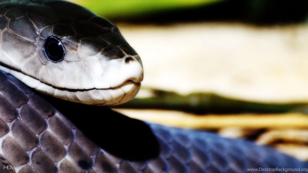 Black Mamba Wallpapers