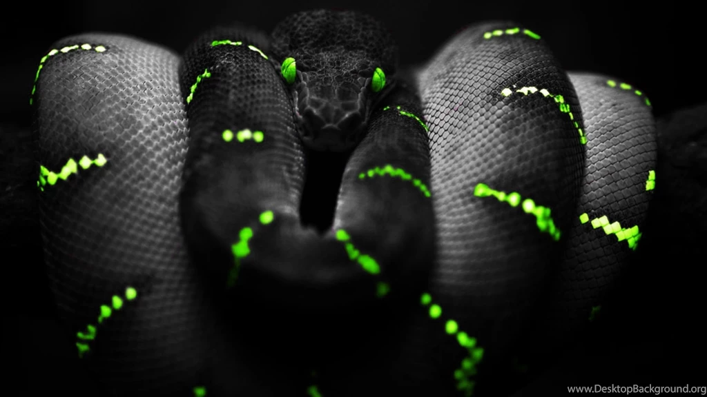 Black mamba snake images.jpg