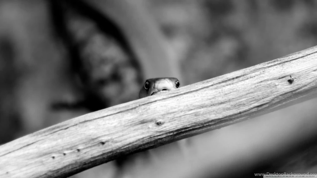 Black Mamba HD Desktop Wallpapers : High Definition : Fullscreen ...