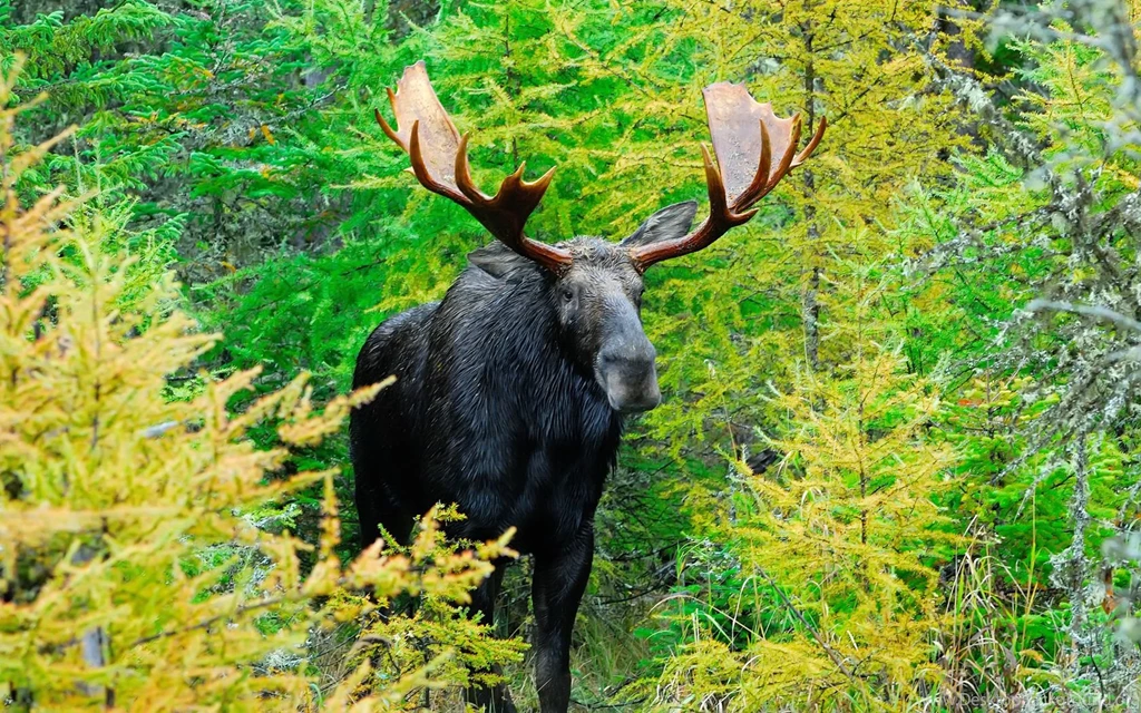 Moose Hunting By Voyager01 On DeviantArt
