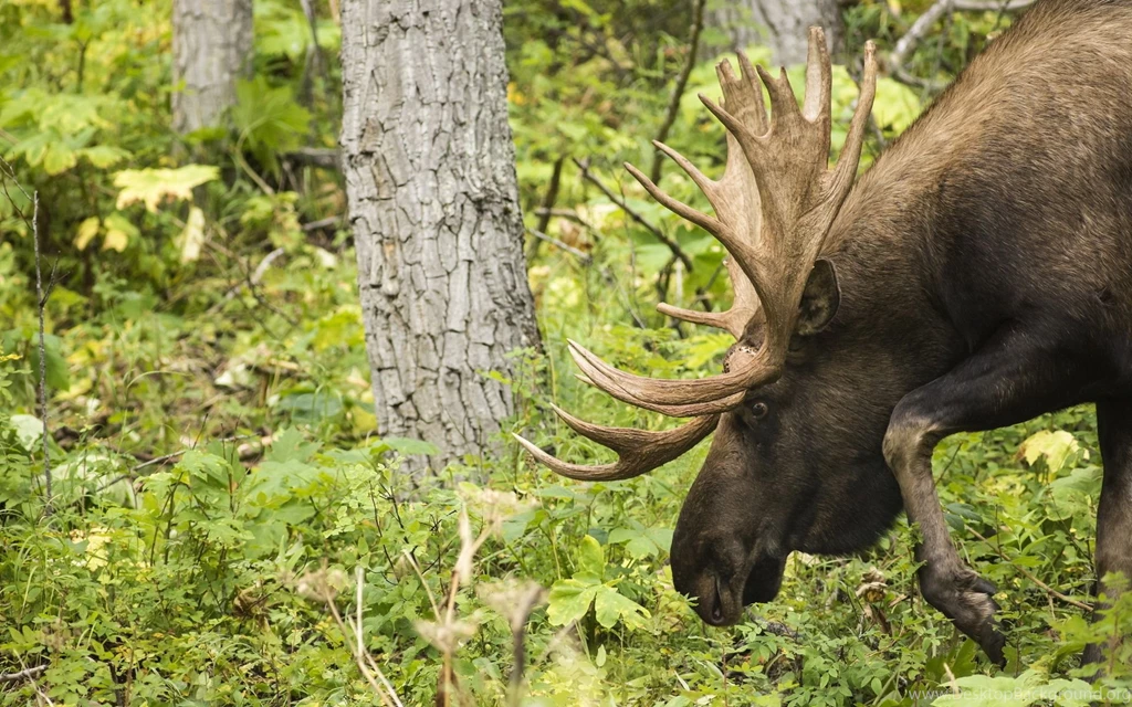 Moose Horns Animals Wallpapers