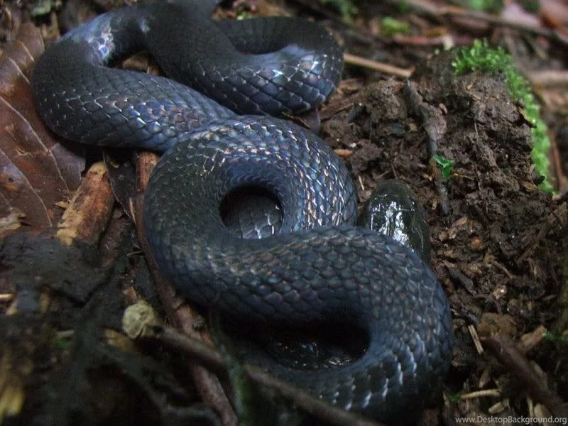 Black Mamba Wallpapers   HD Wallpapers And Pictures