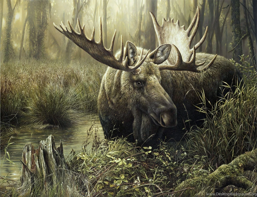 Wallpapers Moose Animals Image