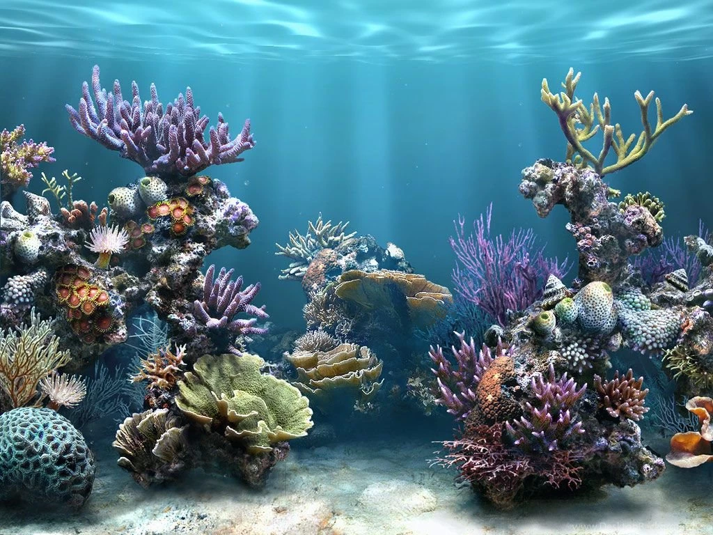 Nature : Coral Reef Wallpapers 150×150 Beautiful Coral Reef HD ...