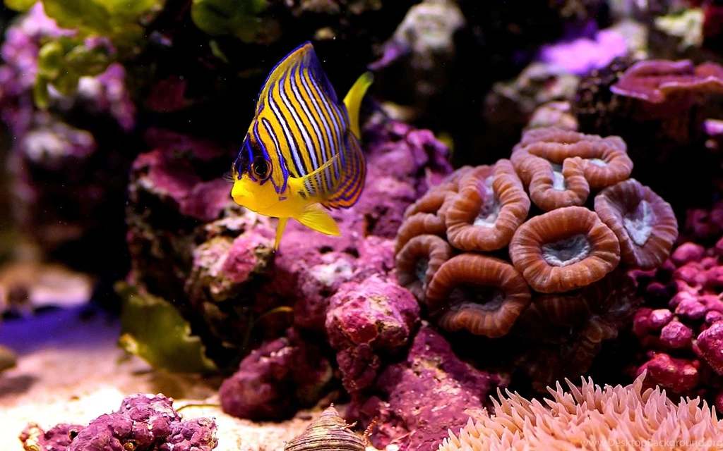 Coral Reef Marine Life HD Wallpapers Download High Quality