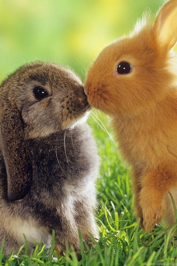 Funny Animal Live Wallpapers Download   Funny Animal Live Wallpapers ...