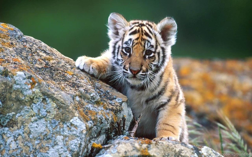 Baby Animal Live Wallpapers APK Download Free Personalization App ...