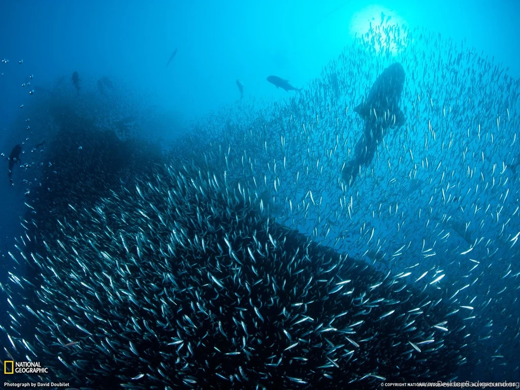 Shipwreck Picture – Great Barrier Reef Wallpapers   National ...