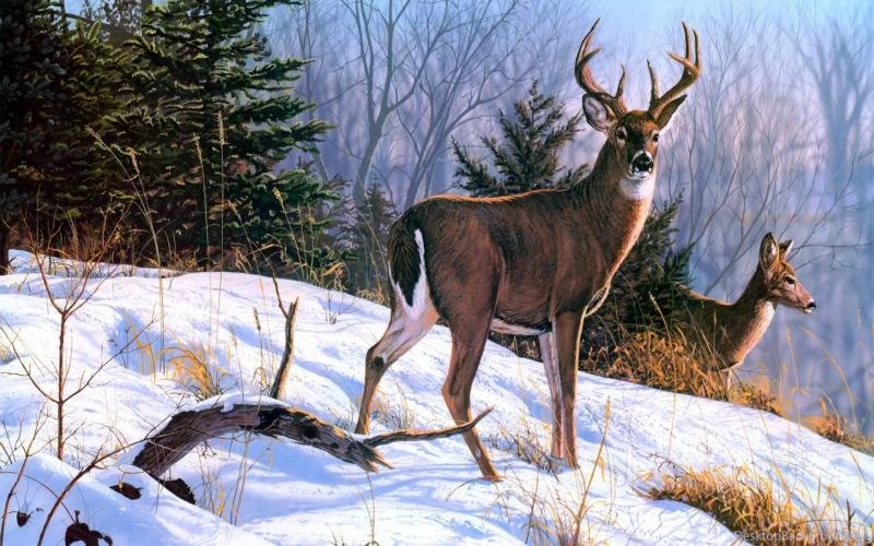 Beautiful Frog Backgrounds Hd For Free: Beautiful Deer Animals ...