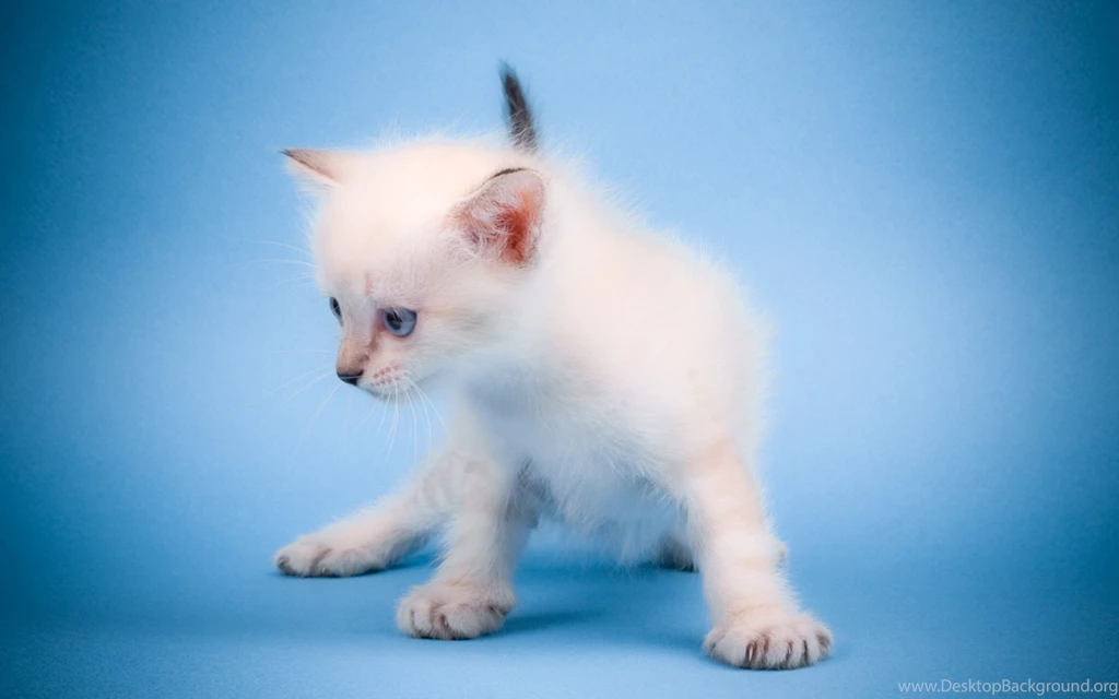Free Cute Little Animals & Birds Desktop Wallpapers In HD ...