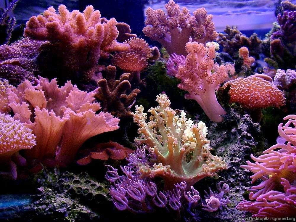 LINKS REEF AQUARIUM PICTURES OF THE WEEK