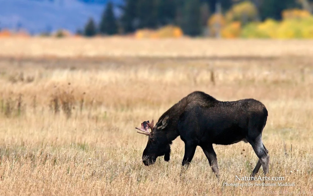 4th Page Of Desktop, Wildlife Wallpapers / Nature Wallpapers
