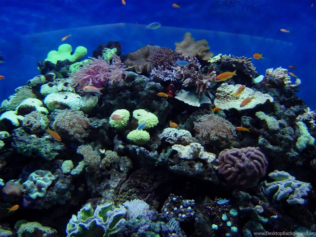 Reef Wallpapers By DJVue On DeviantArt