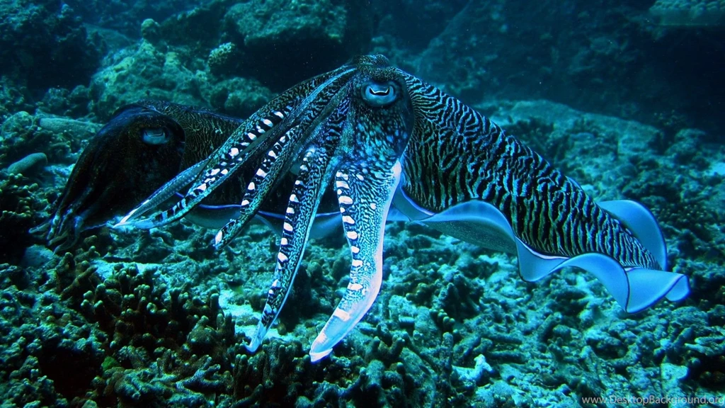Octopus On A Coral Reef Wallpapers And Images   Wallpapers ...