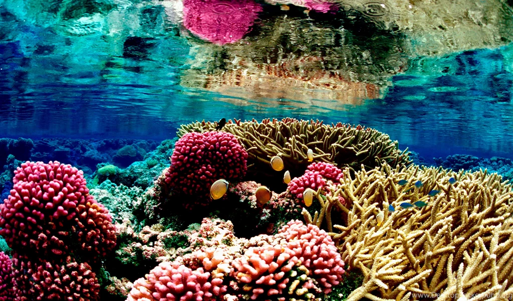4K Papers Coral Reef Wallpapers