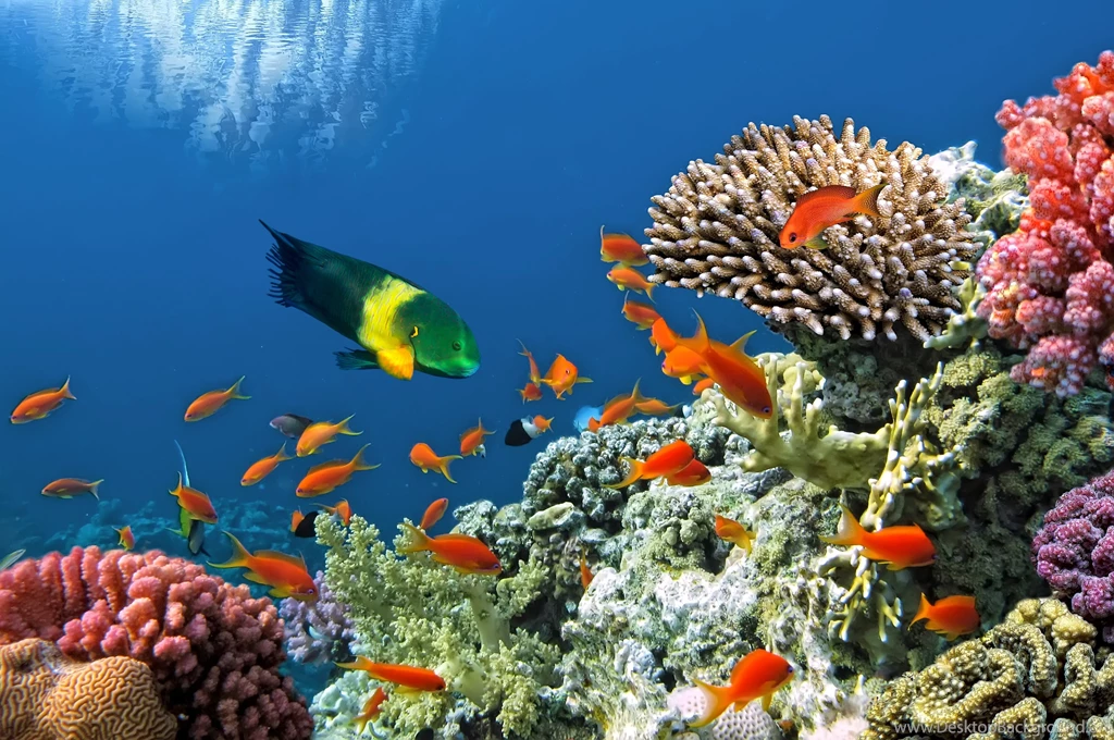 Fish Underwater Coral Reef Wallpapers