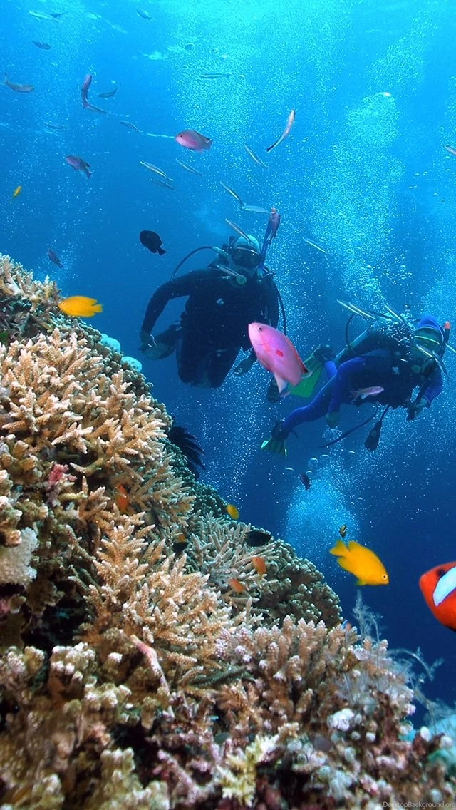 Pictures > Coral Reef Wallpapers Iphone
