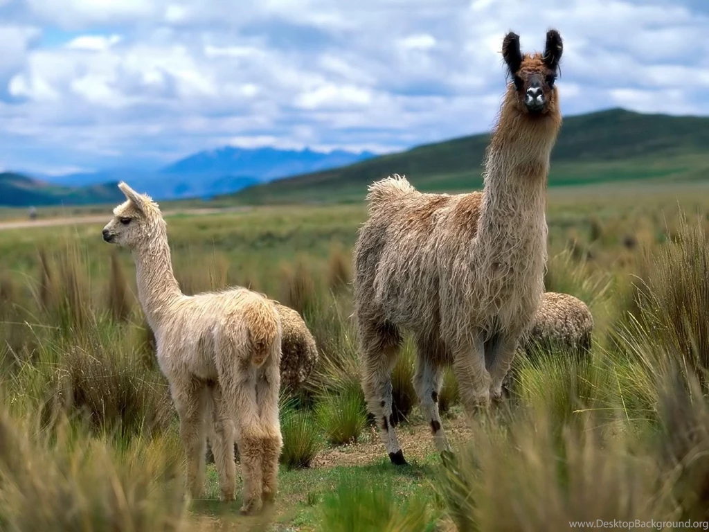 Llama Wallpapers!   Alpacas And Llamas Wallpapers (28337713)   Fanpop