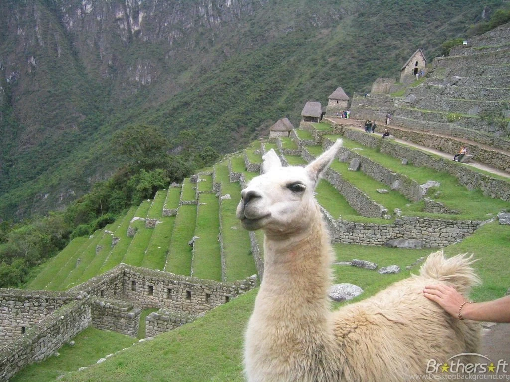 Llama Wallpapers   17629