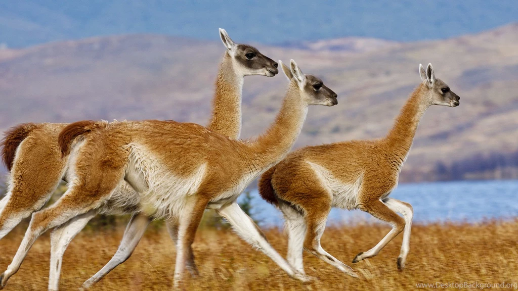 Llama Wallpapers