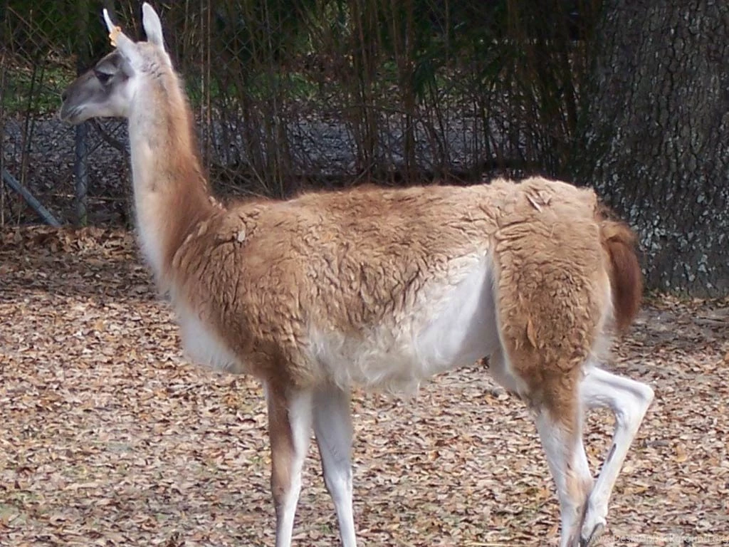 Free Llama Wallpapers Download   Animals Town