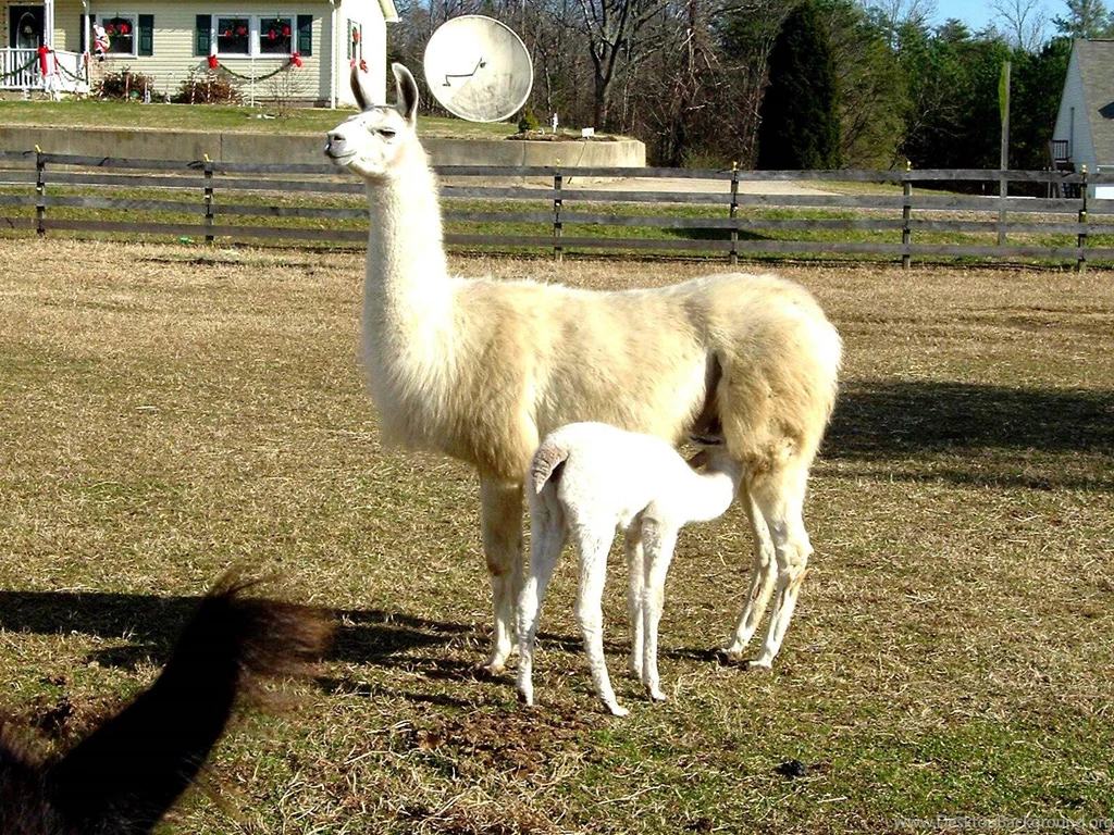 Llama Wallpapers And Backgrounds Animals Town
