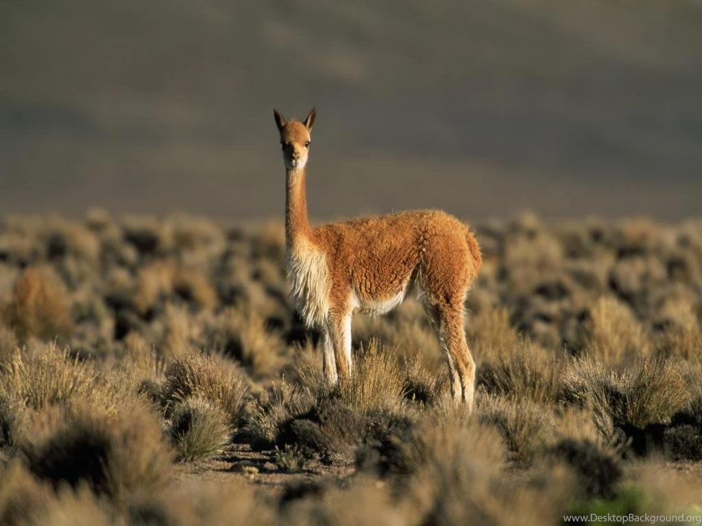 Funny Animal: 09/04/11