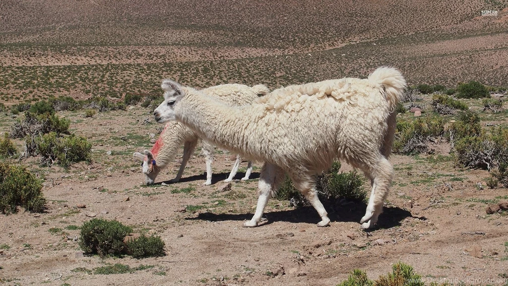Llama Wallpapers Animal Wallpapers