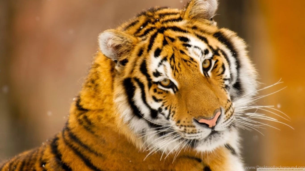 Siberian Tiger Wild Animal HD Desktop Wallpapers : Widescreen ...