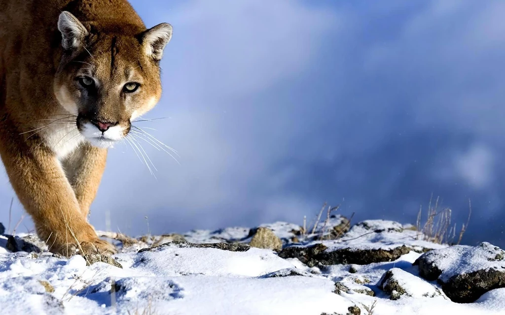 Puma Animal HD Wallpapers HD Wallpapers Inx