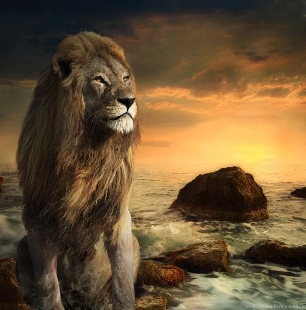 Viresanrans: Lion Of Judah Wallpapers