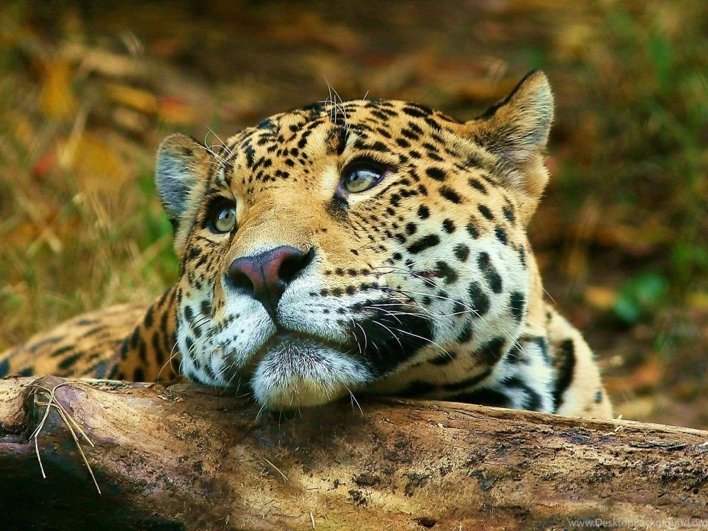 Big Cats   Wild Animals Wallpapers (34365447)   Fanpop