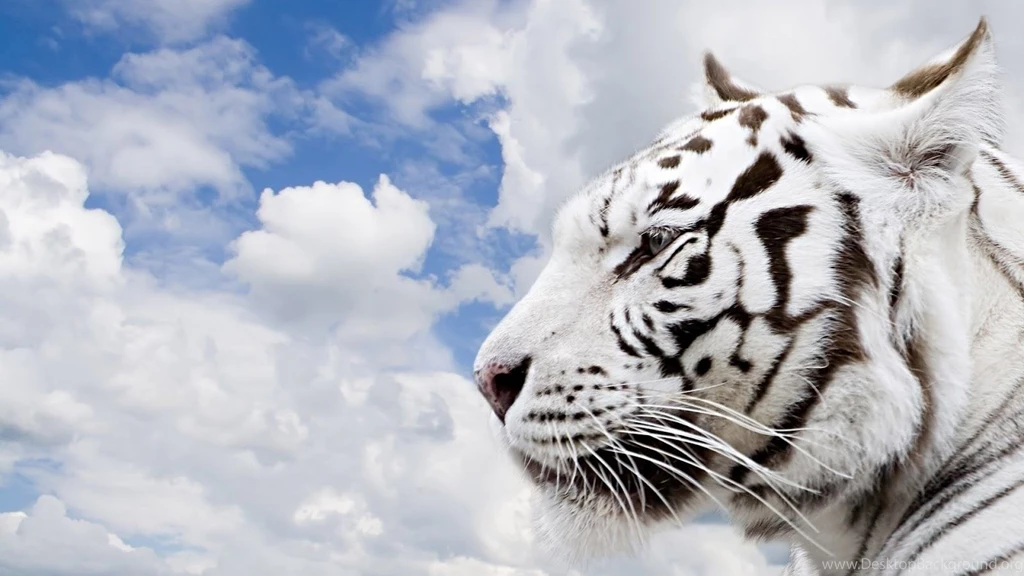 Wild animals wallpapers download.jpg