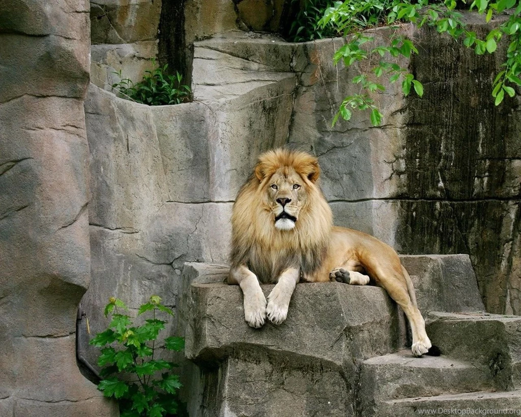 Tiger Wallpapers Hd Bakground Animal Wild Wild Animals Wallpapers ...