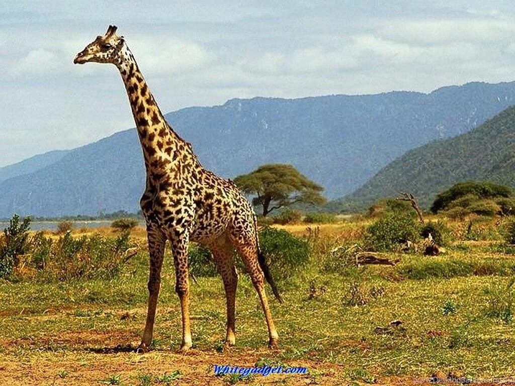 91686d1325571462 wild animals wild animals wallpapers.jpg