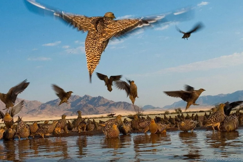 Animal Wallpapers, Habitats, Creatures, Wild Animals, Domestic ...