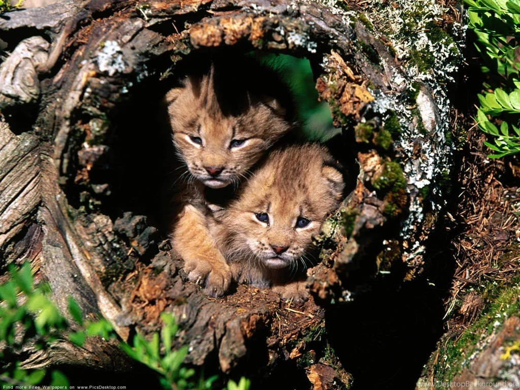 Wild Animal Desktop Backgrounds