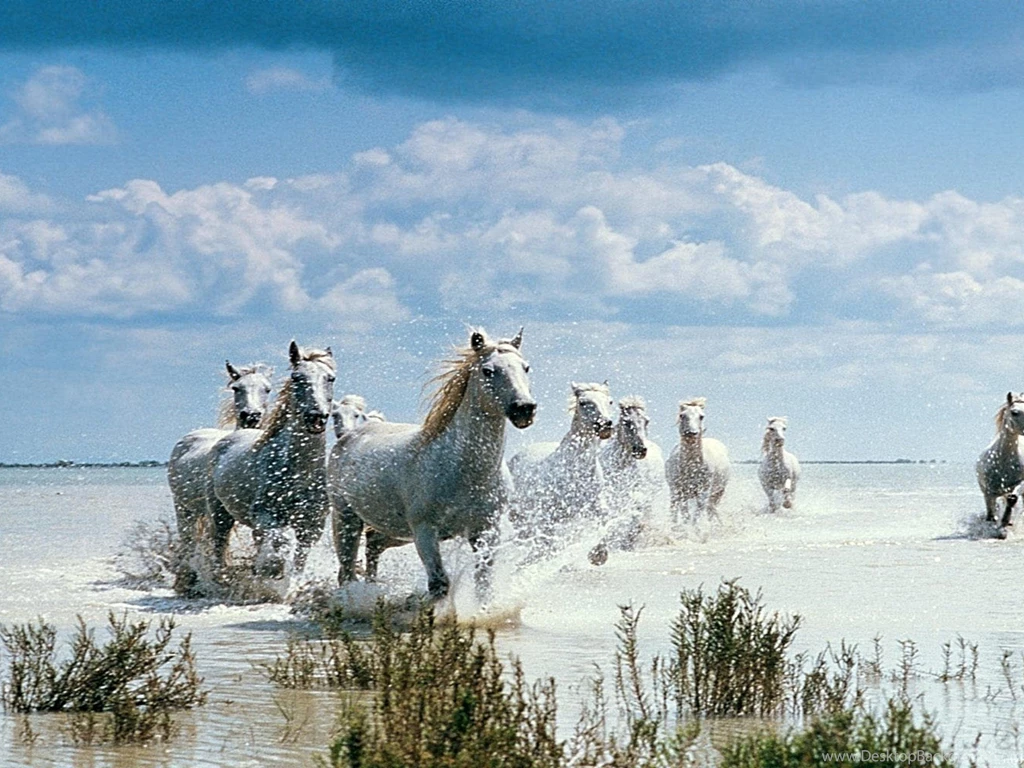 Wild Animal Wallpapers