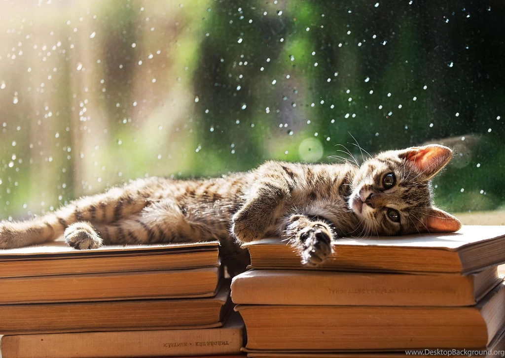 Cool Pets, Animal Planet, Desktop Images, Free Wallpapers, Animal ...