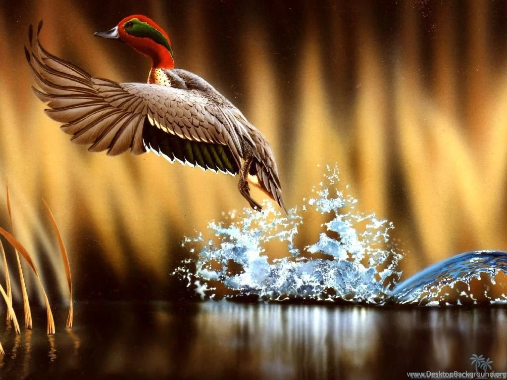 Colorful Animal Wallpapers